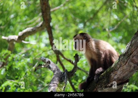 Singe assis sur un tronc d'arbre, avec un arrière-plan flou.Bonito - Mato Grosso do Sul - Brésil. Banque D'Images