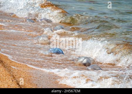 Soirée d'été sur une plage de la mer d'Azov Banque D'Images