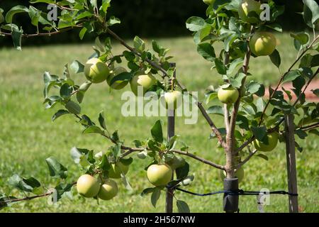 Gros plan d'un bouquet de pommes rouges bio biologiques poussant sur les branches d'un pommier dans un Banque D'Images