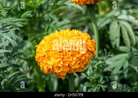 Tagètes Tagetes erecta, mexicains, Aztec marigold souci, souci de l'Afrique Banque D'Images