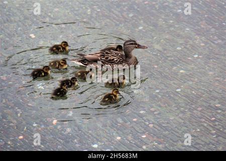 Une famille de canards, une mère et ses petits nagent dans un étang artificiel avec des pièces de monnaie en arrière-plan.Los Angeles . Banque D'Images