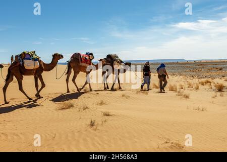 Berber homme conduit une caravane de chameaux à travers les dunes de sable dans le désert du Sahara.Maroc Banque D'Images