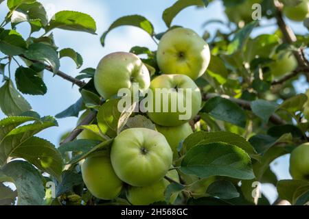 Gros plan d'un bouquet de pommes rouges bio biologiques poussant sur les branches d'un pommier dans un Banque D'Images