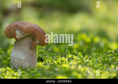 Les champignons CEP poussent dans la glade forestière.Magnifique porcini d'automne en mousse près de l'arbre.Champignons comestibles aliments crus. Banque D'Images