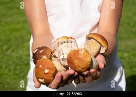 Femme tenant un grand nombre de produits frais et de matières premières, de cèpes Boletus edulis Saison Banque D'Images