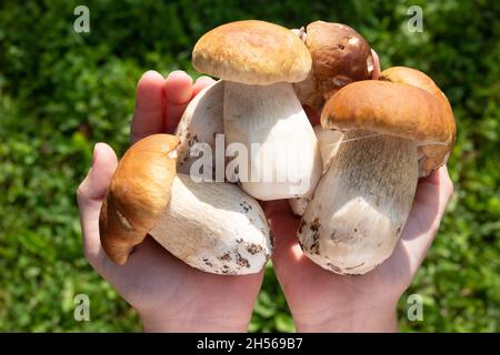 Femme tenant un grand nombre de produits frais et de matières premières, de cèpes Boletus edulis Saison Banque D'Images