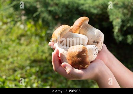 Femme tenant un grand nombre de produits frais et de matières premières, de cèpes Boletus edulis Saison Banque D'Images