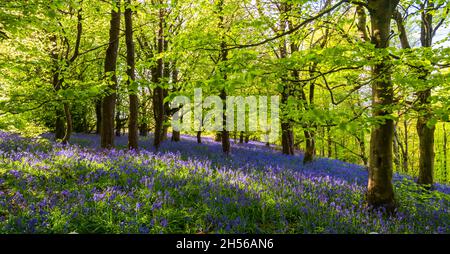 Le soleil brille à travers un tapis de Bluebells dans la forêt du Dorset Banque D'Images