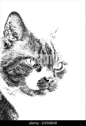 Portrait d'Arnie le chat monochrome Banque D'Images