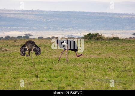 Paire d'autruches communes, Struthio camelus massaicus, dans la réserve nationale de Maasai Mara au Kenya Banque D'Images