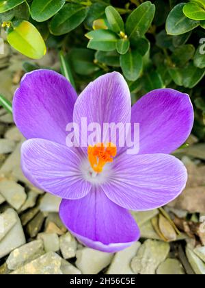 Les fleurs du premier printemps crocuses pourpres poussent dans le sol Banque D'Images