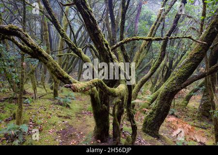 Laurisilva (forêt de Laurier) sur la Gomera, Espagne Banque D'Images