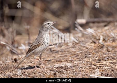 pipit de Berthelot (Anthus berthelotii), la Gomera Banque D'Images