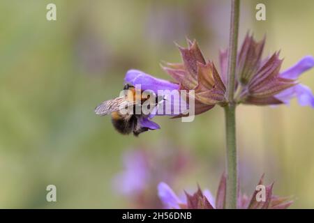 Bourdon se nourrissant de salvia Banque D'Images