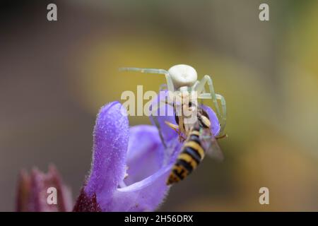 Araignée de crabe (Misumena vatia) avec surnageur Banque D'Images