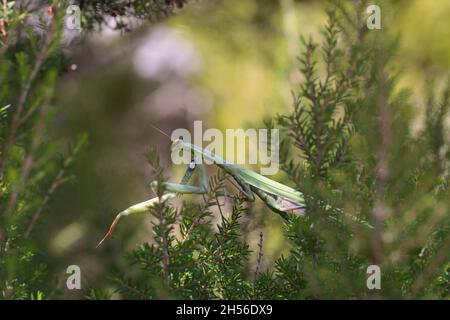 European Mantis on la Gomera, îles Canaries, Espagne Banque D'Images