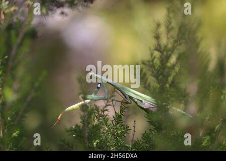 European Mantis on la Gomera, îles Canaries, Espagne Banque D'Images