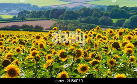 Le soleil illumine les tournesols jaunes lumineux du Dorset Banque D'Images