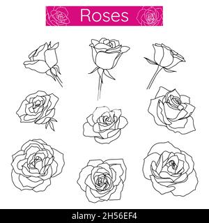Fleurs roses bordent des dessins à la main dans un style linéaire monochrome minimaliste.Pour le design du logo, les icônes, la décoration.Illustration vectorielle. Illustration de Vecteur