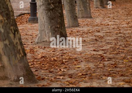 Sentier de randonnée dans le parc public en automne avec chute de feuilles sur le sol.Tourné à Retiro Park, Madrid, Espagne Banque D'Images