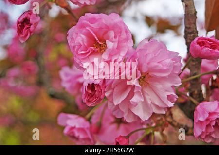 Branche Sakura avec des fleurs denses et délicates avec des pétales roses et feuilles vertes sur un arbre dans un parc sur un jour de printemps Banque D'Images