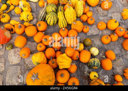 Assortiment varié de citrouilles au sol.Récolte d'automne. Banque D'Images