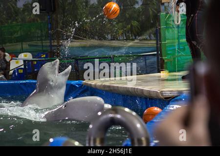 dauphin blanc dans la piscine Banque D'Images
