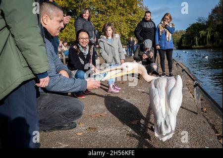 Londres, Royaume-Uni.7 novembre 2021.Météo au Royaume-Uni - Un touriste tache un pélican résident dans le parc St James's avec une bouteille d'eau en plastique le dimanche après-midi ensoleillé.Crédit : Stephen Chung/Alay Live News Banque D'Images