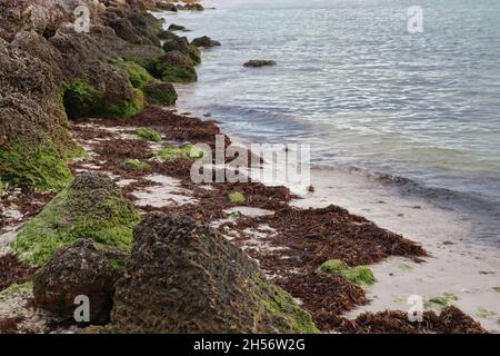 Belle plage tropicale de sable avec rochers couverts de mousse d'algues Banque D'Images