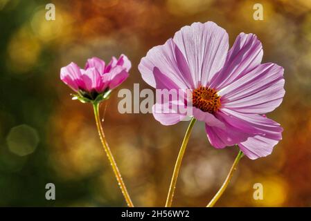 FLORE: Floraison Cosmos (HDR-Photographie) Banque D'Images