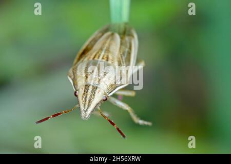 Photo macro d'un Évêques Mitre Shieldbug (Aelia acuminata).C'est un ravageur commun de céréales. Banque D'Images