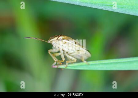 Photo macro d'un Évêques Mitre Shieldbug (Aelia acuminata).C'est un ravageur commun de céréales. Banque D'Images