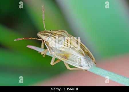 Photo macro d'un Évêques Mitre Shieldbug (Aelia acuminata).C'est un ravageur commun de céréales. Banque D'Images