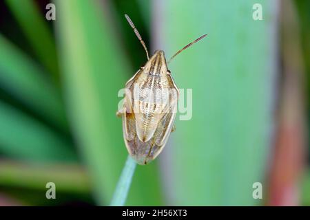 Photo macro d'un Évêques Mitre Shieldbug (Aelia acuminata).C'est un ravageur commun de céréales. Banque D'Images