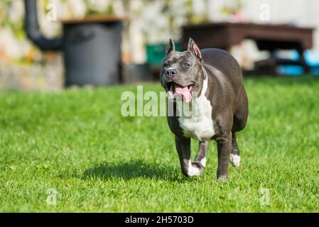 Chien d'Amérique bringé bleu vif Staffordshire Terrier ou AmStaff In bougez dans la nature Banque D'Images