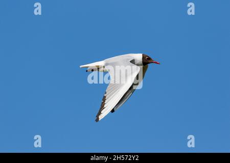 Mouette à tête noire Banque D'Images