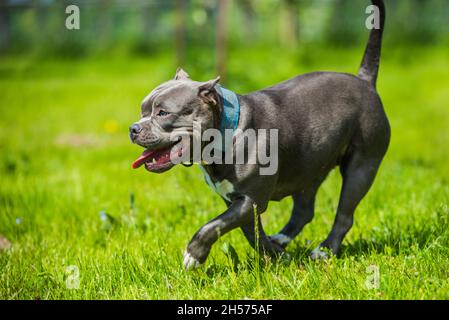 Chien d'Amérique bringé bleu vif Staffordshire Terrier ou AmStaff In bougez dans la nature Banque D'Images