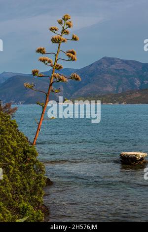 Grande plante d'Aloe Vera en fleur sur la côte corse avec la mer et les montagnes en arrière-plan France . Banque D'Images