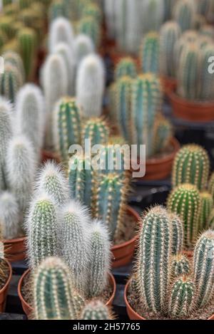 Un cliché vertical de différents types de cactus du désert plantés en pots Banque D'Images