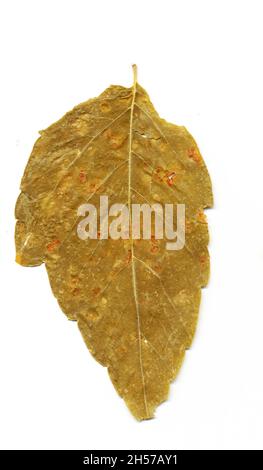 Automne sec jaune feuille tombée gros plan. Banque D'Images