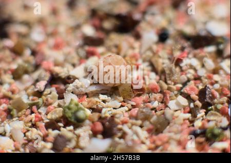 Sable rose de la plage d'Elafonisi en Crète, Grèce.Gros plan de sable rose avec quelques petites coquilles. Banque D'Images