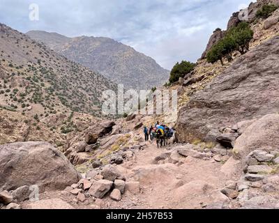 Mules transportant des marchandises et des bagages à Djebel Toubkal, montagne du Haut Atlas, Maroc. Banque D'Images
