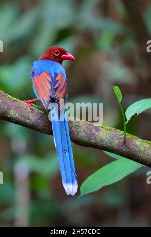 Un magpie bleu Sri Lanka adulte (Urocissa ornata) ou un magpie bleu Ceylan dans la réserve forestière de Sinharaja, Sri Lanka.Cette espèce n'est présente qu'au Sri Lanka Banque D'Images