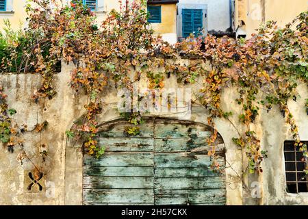 Des grappes de raisins noirs avec un feuillage d'automne luxuriant sur une porte en bois fermée dans le vieux bâtiment Banque D'Images