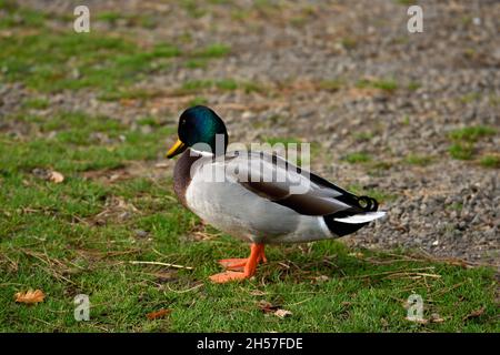 Un canard solitaire mâle et pallard debout sur la rive Banque D'Images