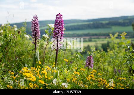 Différentes fleurs sauvages et grande orchidée sauvage dans la prairie Allemagne. Banque D'Images