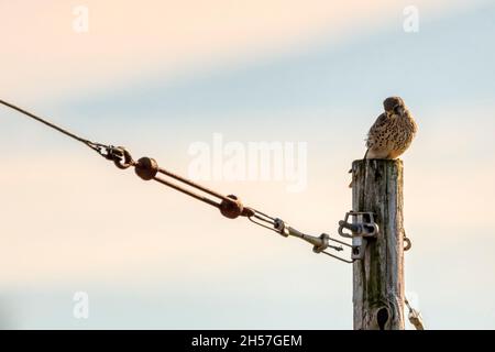 Kestrel femelle perchée au-dessus du poteau de télégraphe. Banque D'Images