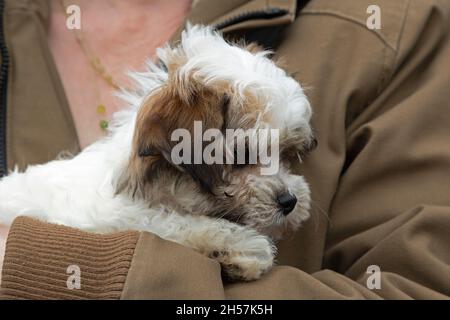 Bolonka Zwetna jouet chien pup dans les bras d'une femme, bichon, Allemagne Banque D'Images