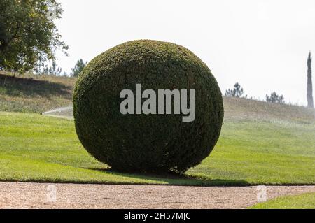 Arbustes de jardin entretenus. Balles de jardin vert en France Banque D'Images