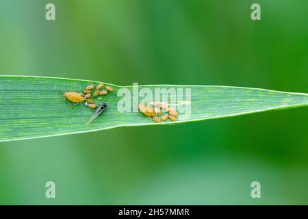 Le puceron anglais (Sitobion avenae).Colonie sur les feuilles de céréales. Banque D'Images